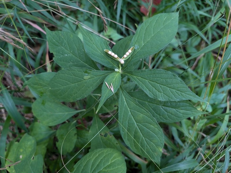 Eastern Greenviolet photo 7