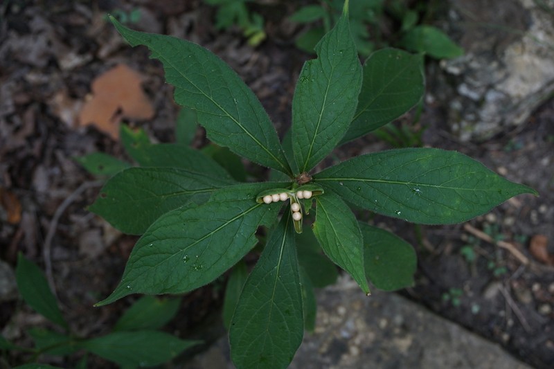 Eastern Greenviolet photo 8