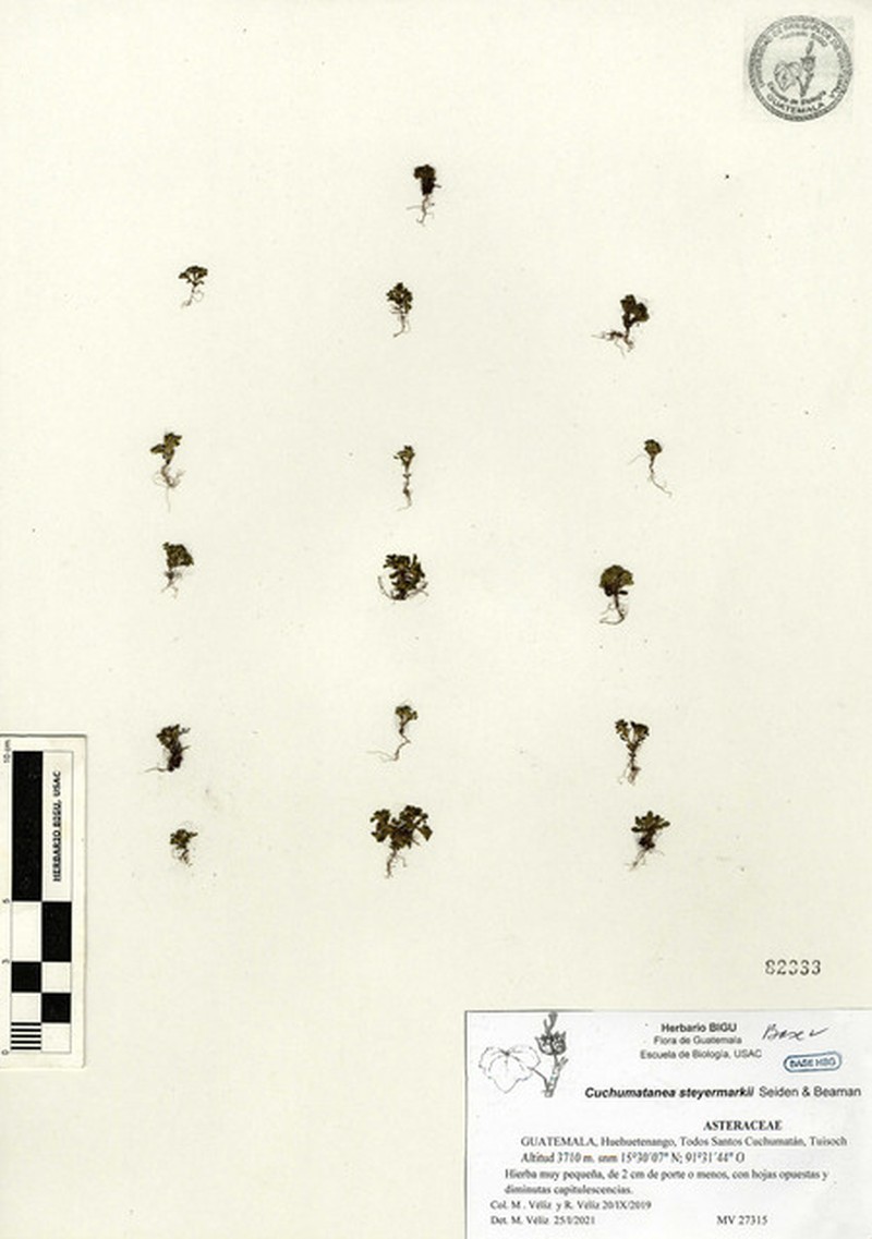 Cuchumatanea steyermarkii