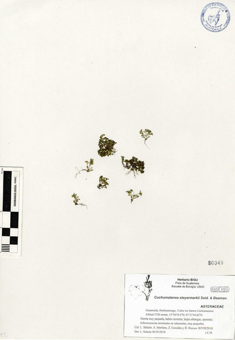 Cuchumatanea steyermarkii photo 3