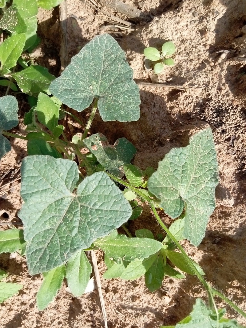 Cucumis afrotropicus