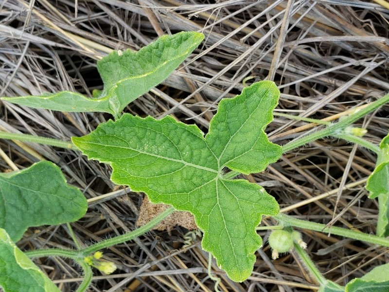Cucumis afrotropicus photo 7