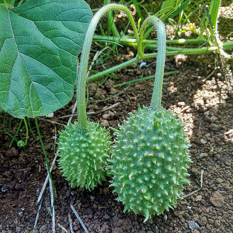 West Indian Gherkin photo 4