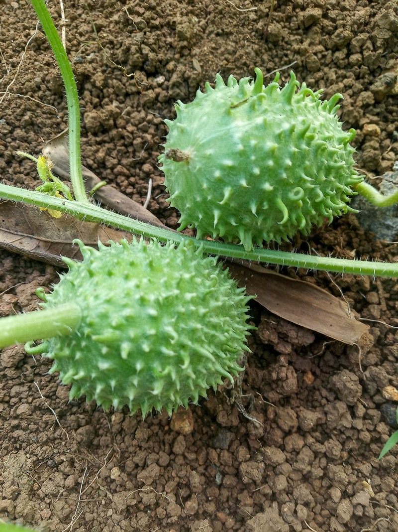 West Indian Gherkin photo 5