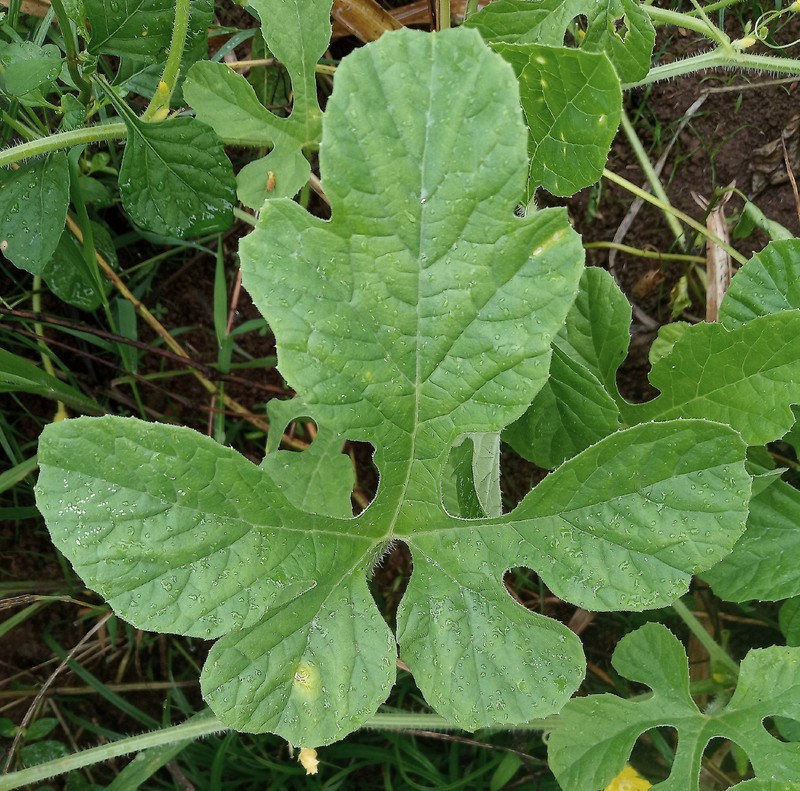 West Indian Gherkin photo 2