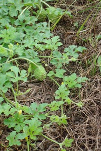 West Indian Gherkin