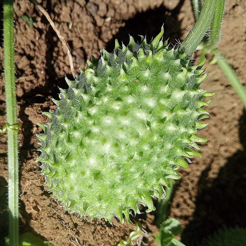 West Indian Gherkin photo 7