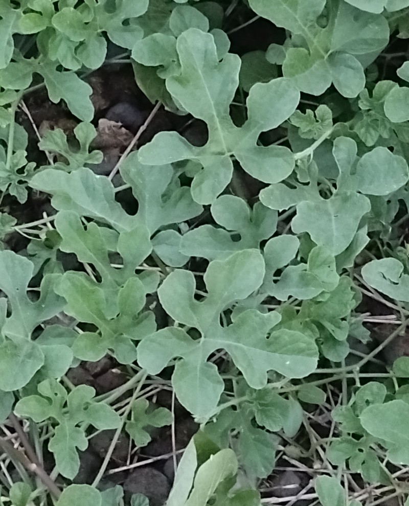 Cucumis anguria var. anguria