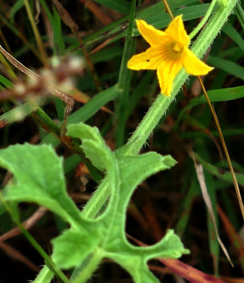 Cucumis anguria var. anguria photo 2