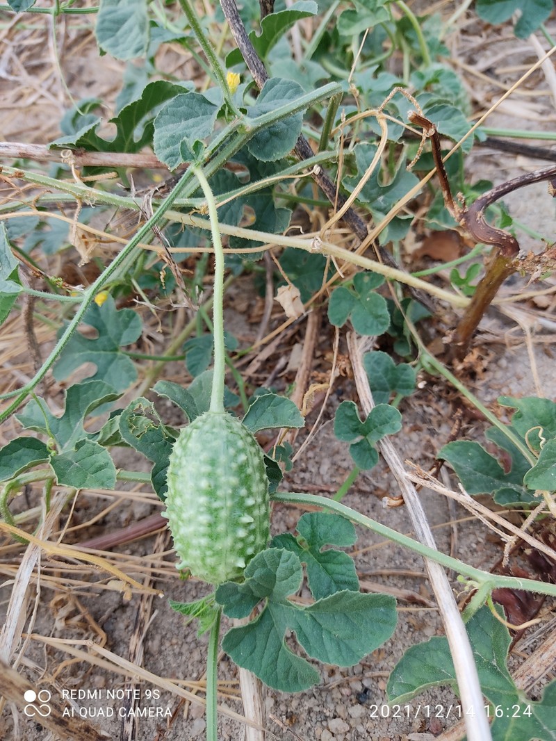 Cucumis anguria var. anguria photo 3