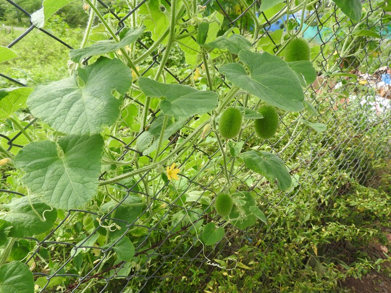 Hedgehog Gourd photo 4