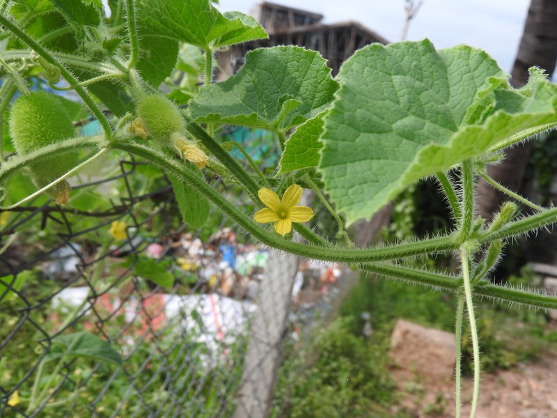 Hedgehog Gourd photo 5