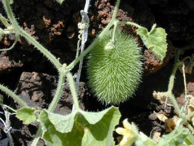 Hedgehog Gourd