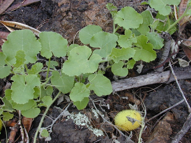 Hedgehog Gourd photo 3