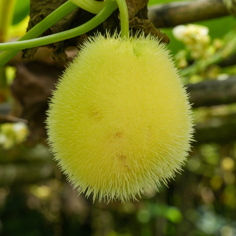 Hedgehog Gourd photo 6