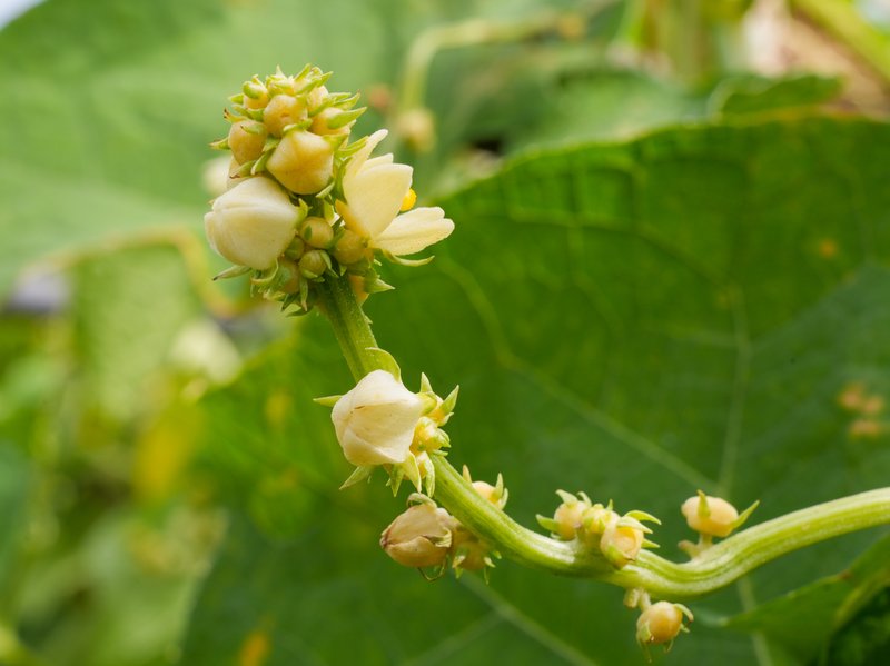 Hedgehog Gourd photo 8