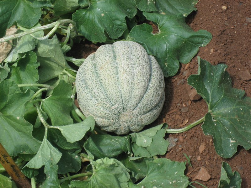 Cantaloupe