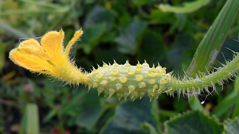 African Horned Cucumber photo 5