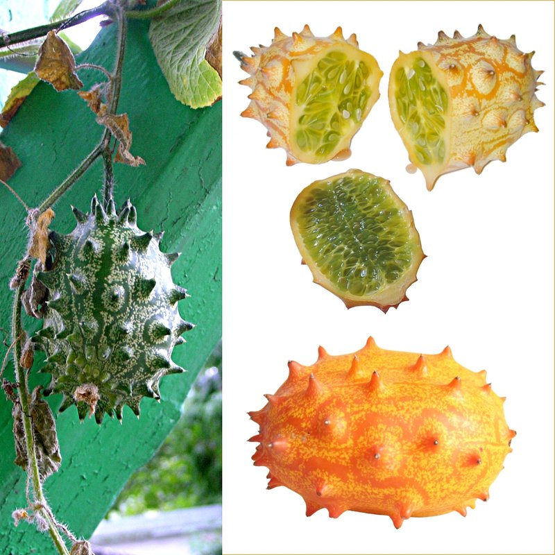 African Horned Cucumber photo 6