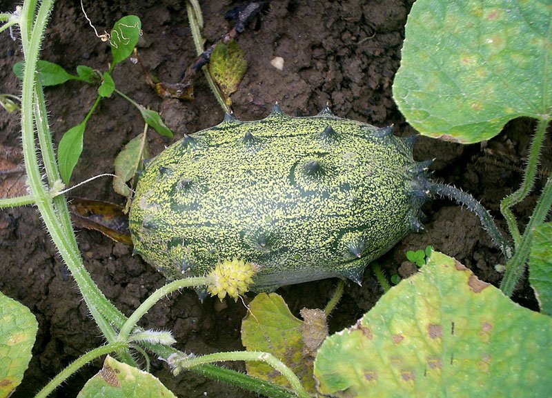 African Horned Cucumber photo 7