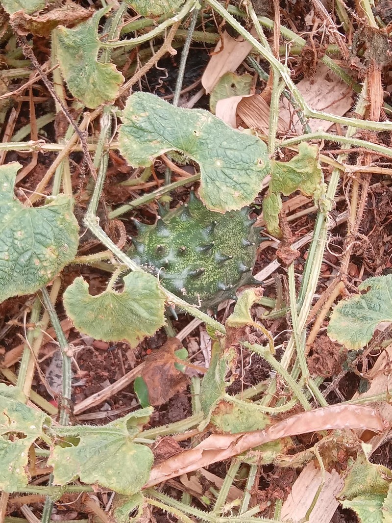 African Horned Cucumber photo 8