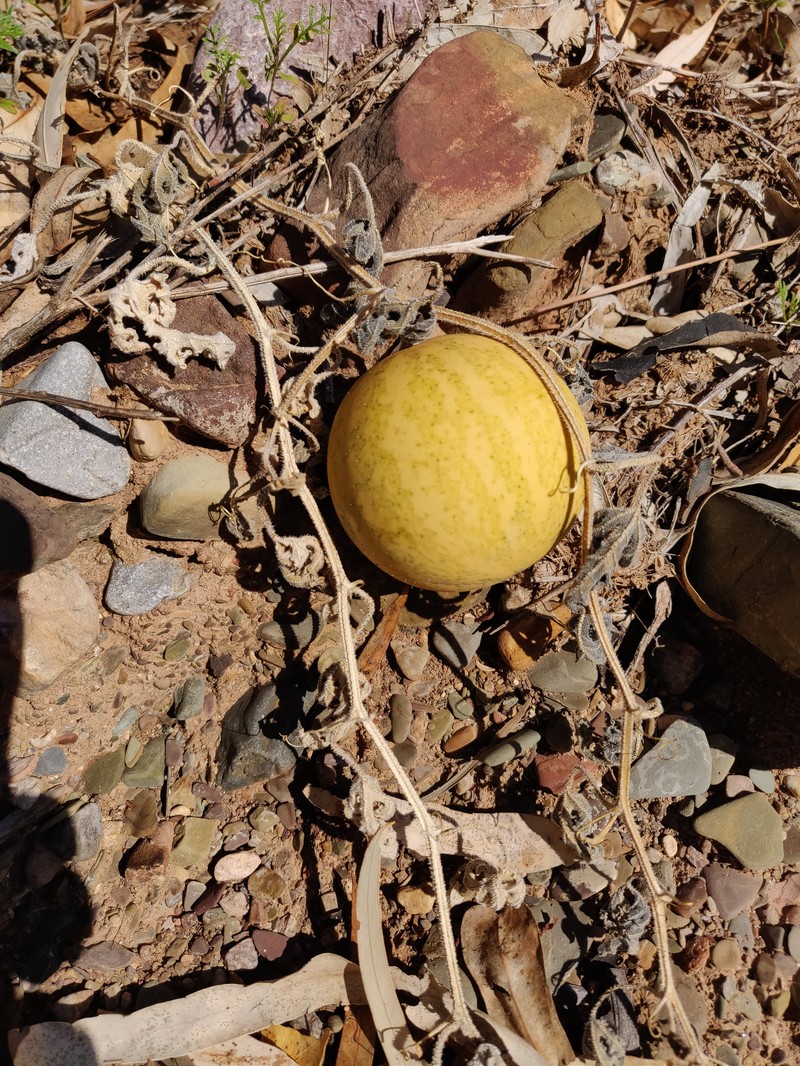 Gooseberry Gourd photo 4