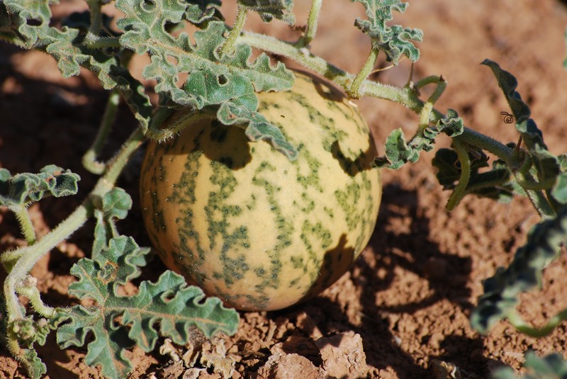 Gooseberry Gourd photo 2