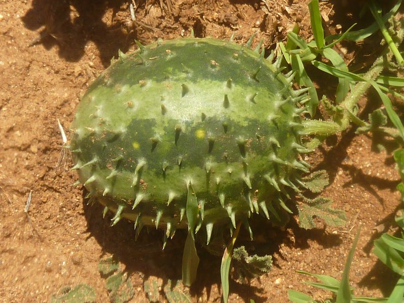 Gooseberry Gourd photo 6