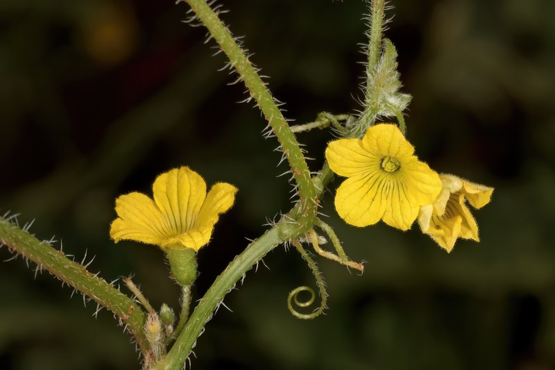 Gooseberry Gourd photo 7