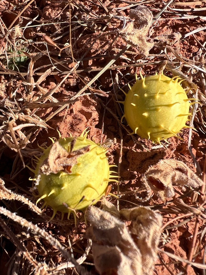 Cucumis myriocarpus subsp. myriocarpus