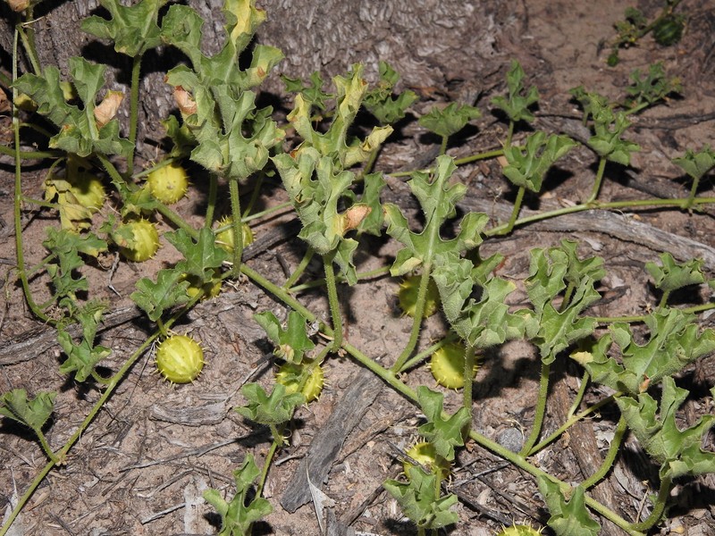 Cucumis myriocarpus subsp. myriocarpus photo 2