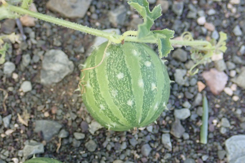 Cucumis myriocarpus subsp. myriocarpus photo 3
