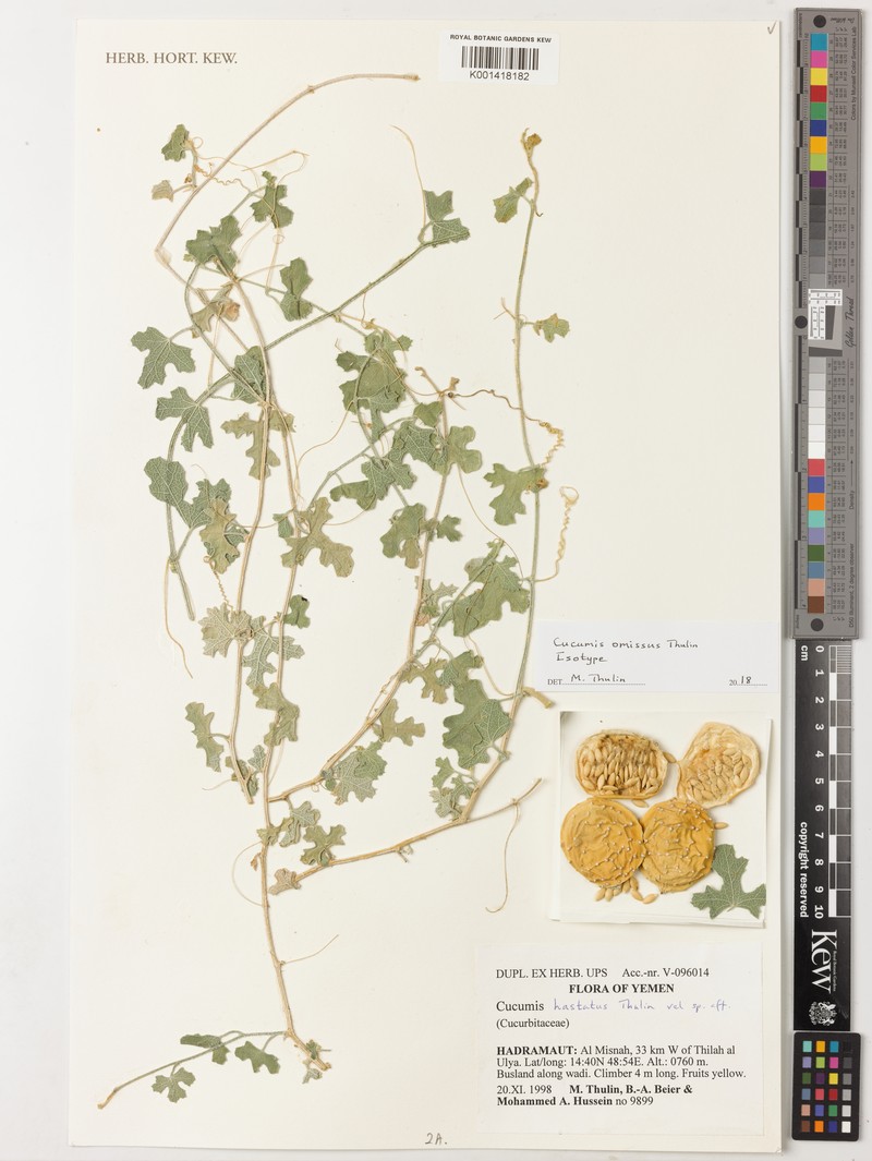Cucumis omissus photo 2