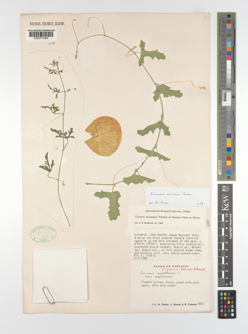 Cucumis omissus photo 3