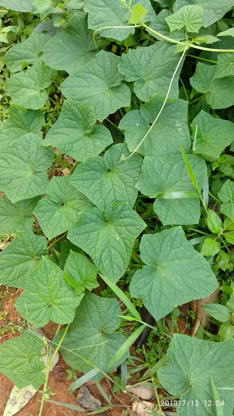 Cucumis prophetarum subsp. prophetarum