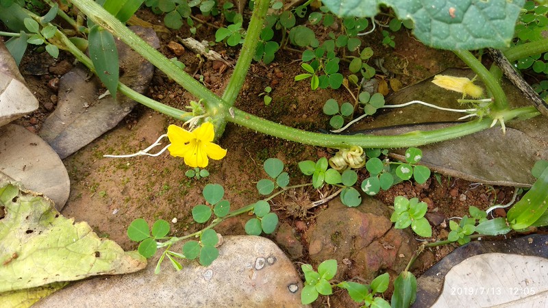 Cucumis prophetarum subsp. prophetarum photo 2