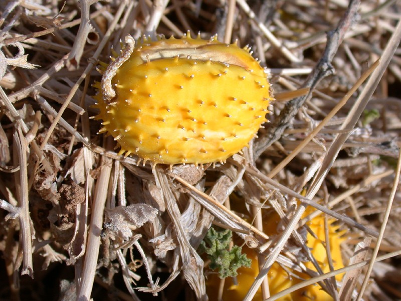 Cucumis prophetarum subsp. prophetarum photo 3