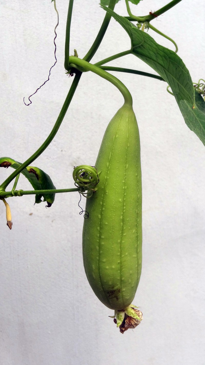 Garden Cucumber photo 2