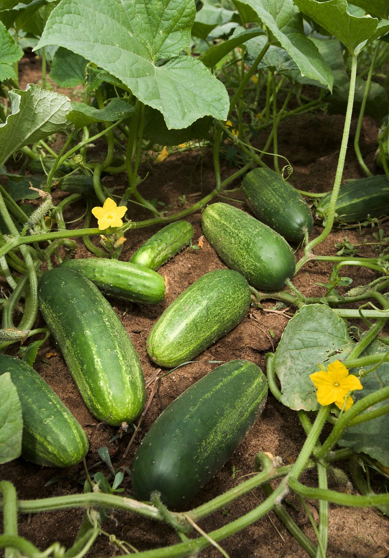 Garden Cucumber
