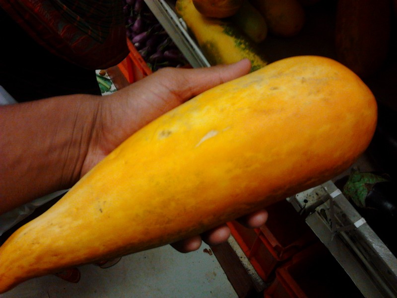 Garden Cucumber photo 3