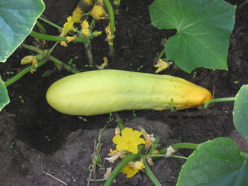 Garden Cucumber photo 4