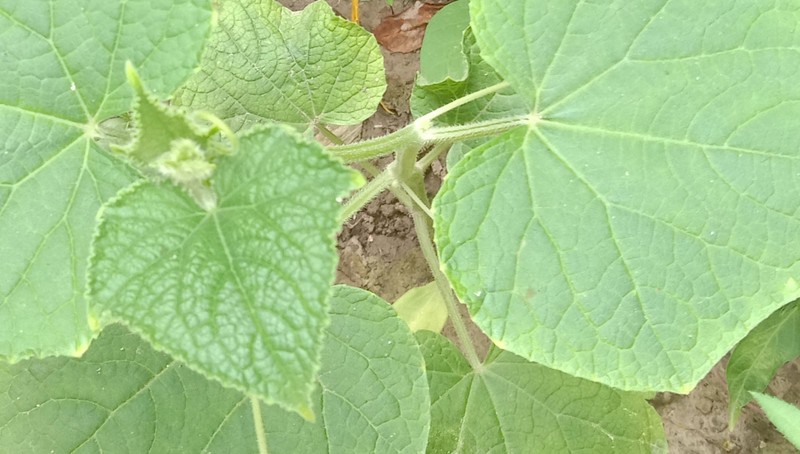 Garden Cucumber photo 5