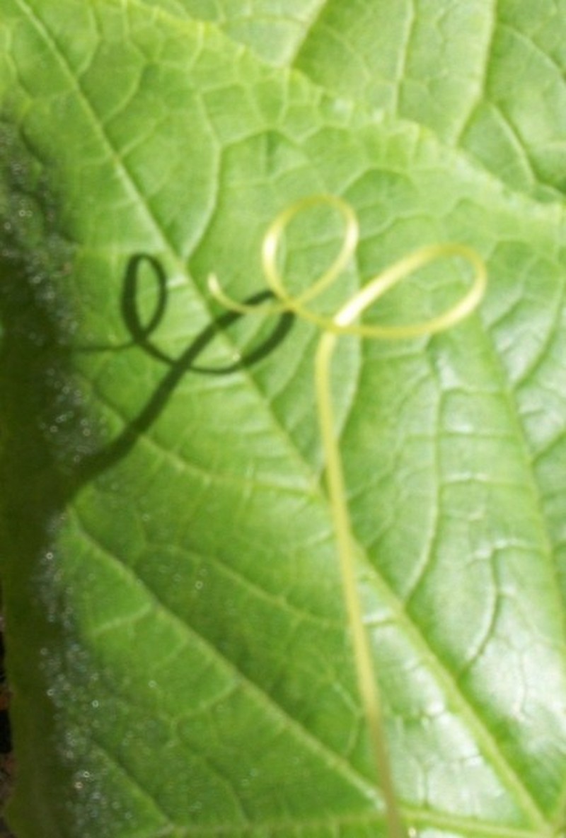 Garden Cucumber photo 6