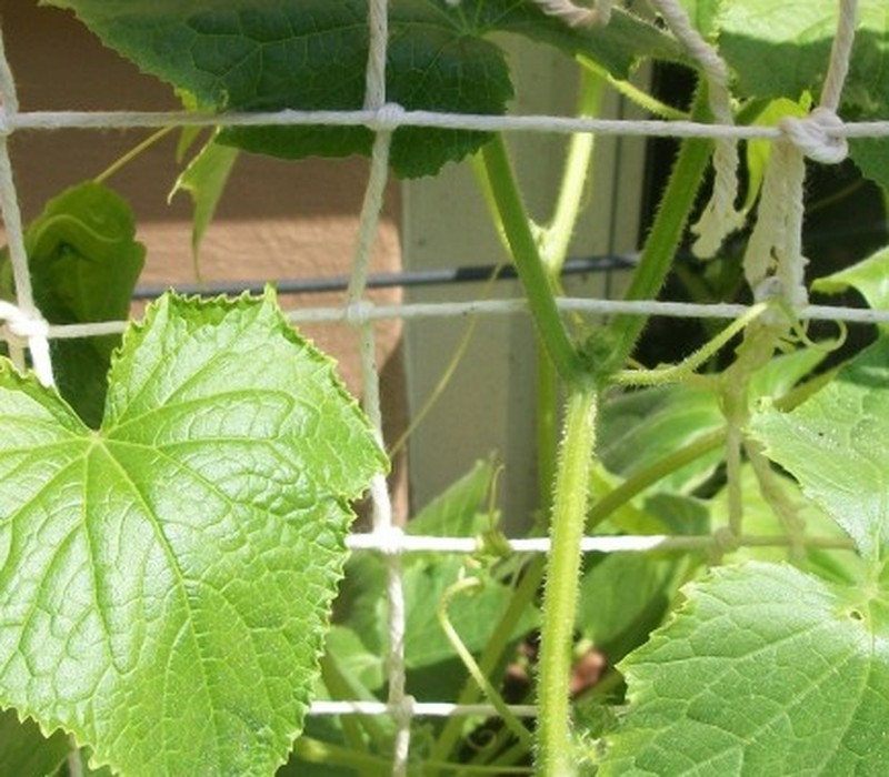 Garden Cucumber photo 7