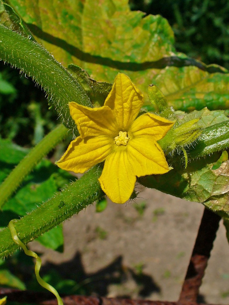 Garden Cucumber photo 8