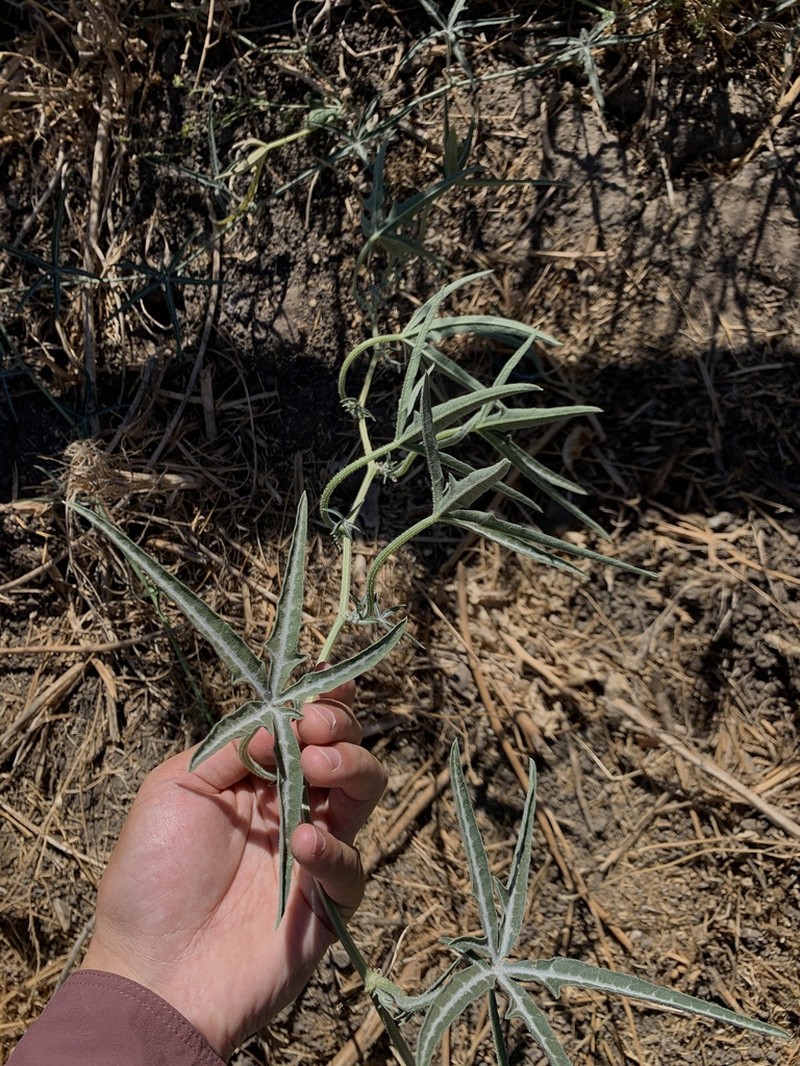 Fingerleaf Gourd