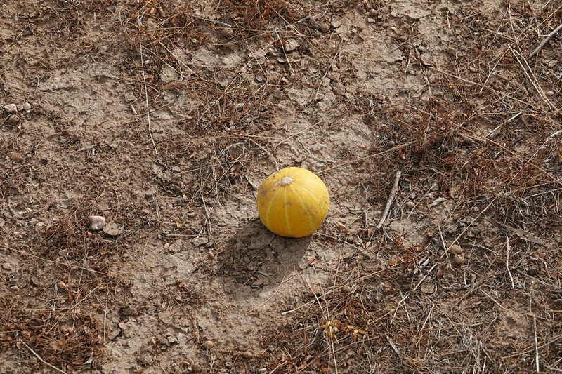 Fingerleaf Gourd photo 2