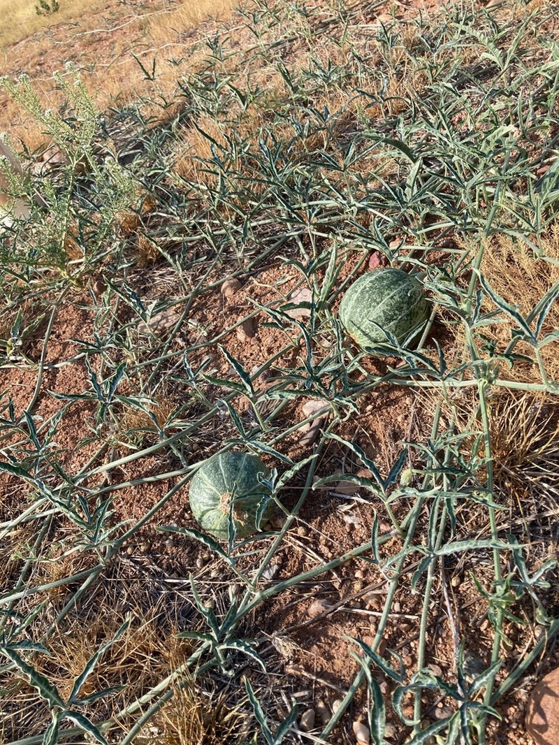 Fingerleaf Gourd photo 3