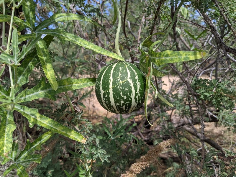 Fingerleaf Gourd photo 4