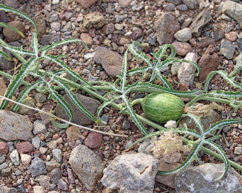 Fingerleaf Gourd photo 6